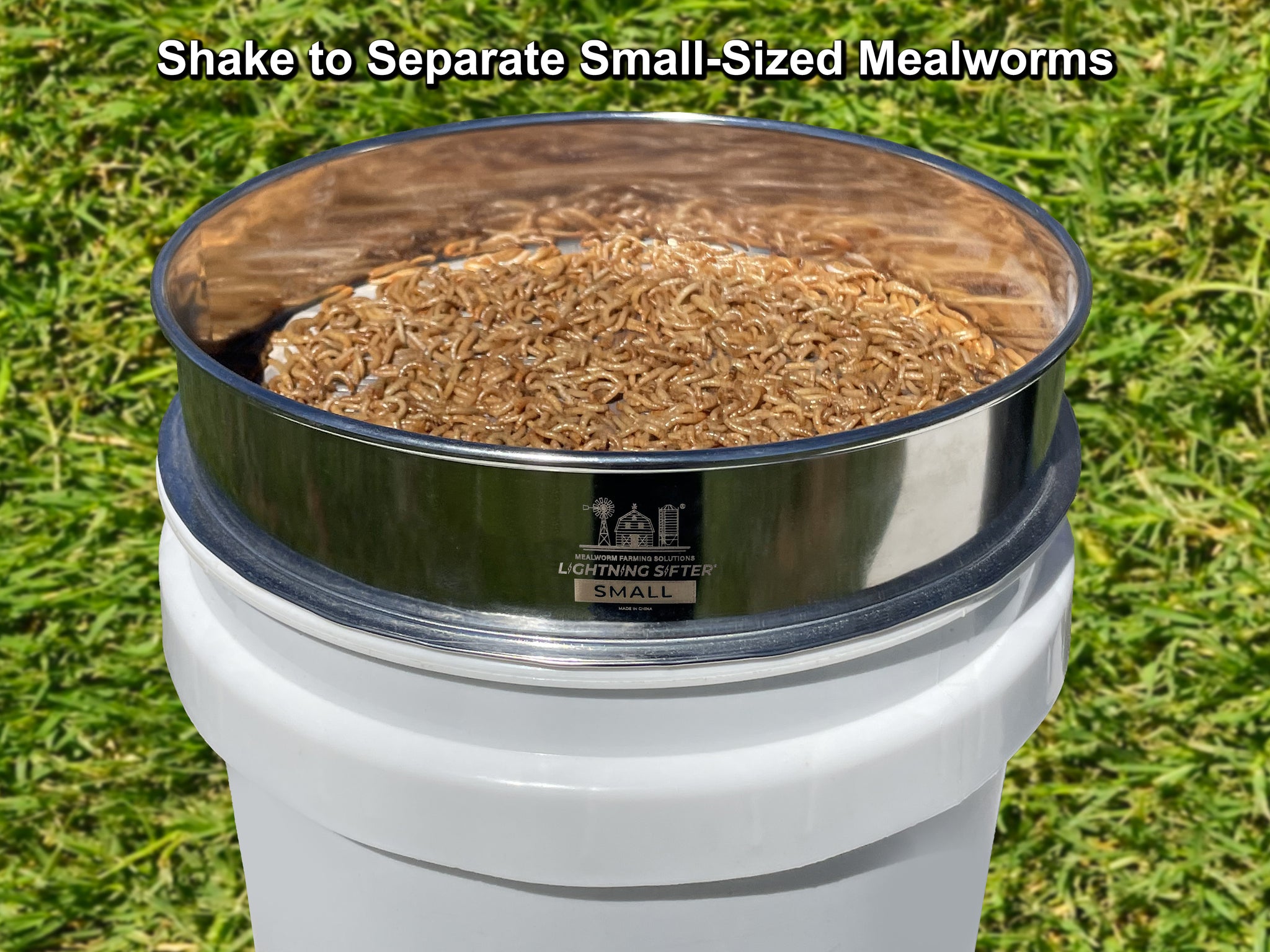 sifting maggots through colander and storing in ventilated container with dry bran