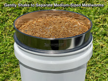 Load image into Gallery viewer, MFS&#39; LIGHTNING SIFTER Medium Sifting Pan with Medium-Sized Mealworms Separated
