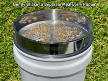 Load image into Gallery viewer, MFS&#39; LIGHTNING SIFTER Pupae Sifting Pan with Pupae Separated
